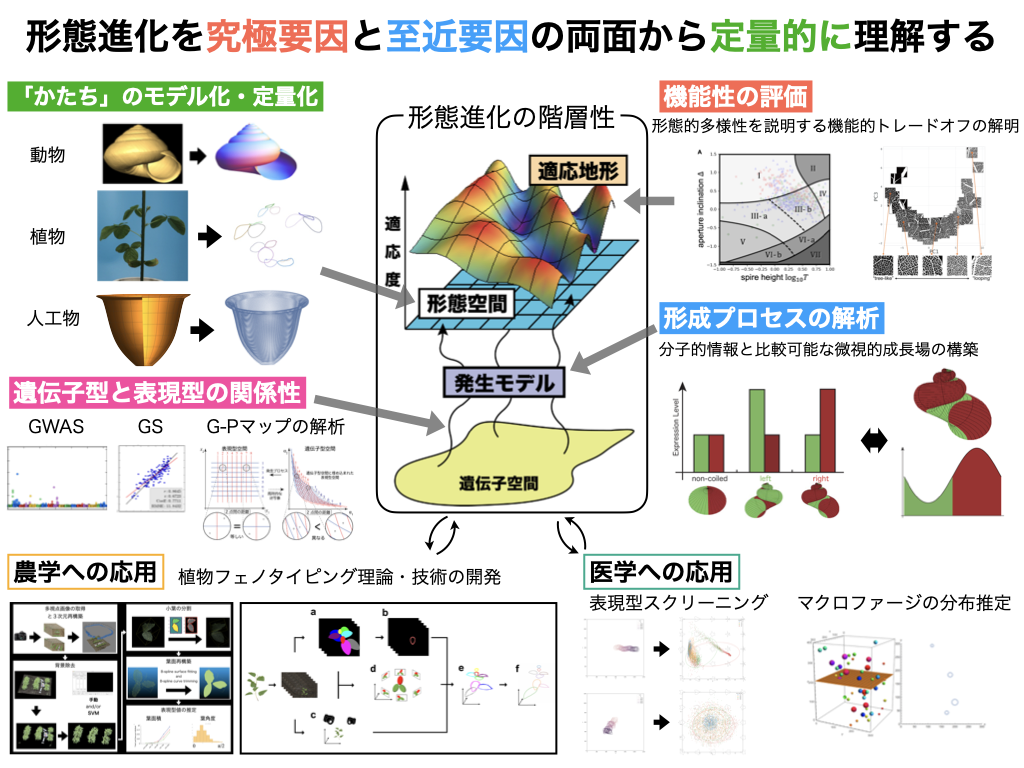 生物の形態進化を究極要因と至近要因の両面から定量的に理解する